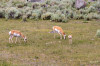 HP_28_06_Zum_Yellowstone_ueber_Beartooth_053.jpg