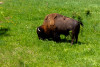 Dateiname=HP_28_06_Zum_Yellowstone_ueber_Beartooth_Bison_02.jpg
Dateigröße=387KB
Abmessungen: 1200x806
hinzugefügt am: 04. Juli 2025 HP_28_06_Zum_Yellowstone_ueber_Beartooth_Bison_02.jpg