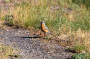 Dateiname=HP_29_06_Yellowstone_NP_Old_Faithful_08_Vogel_.jpg
Dateigröße=440KB
Abmessungen: 1200x800
hinzugefügt am: 05. Juli 2025 HP_29_06_Yellowstone_NP_Old_Faithful_08_Vogel_.jpg