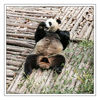 Dateiname=HP_Chendu_Panda_034.jpg
Dateigröße=834KB
Abmessungen: 850x850
hinzugefügt am: 23. Juli 2013 HP_Chendu_Panda_034.jpg