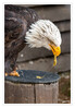 Dateiname=H_Weisskopfseeadler_09.jpg
Dateigröße=720KB
Abmessungen: 833x1200
hinzugefügt am: 30. Juli 2020 H_Weisskopfseeadler_09.jpg