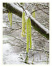 Dateiname=Haselnuss_im_Schnee_02.jpg
Dateigröße=382KB
Abmessungen: 654x850
hinzugefügt am: 24. Januar 2015 Haselnuss_im_Schnee_02.jpg