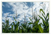 Dateiname=Hattingen_Mais_02.jpg
Dateigröße=530KB
Abmessungen: 850x589
hinzugefügt am: 28. August 2012 Hattingen_Mais_02.jpg