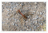 Dateiname=Heidelibellen_bei_der_Paarung_k_01.jpg
Dateigröße=1122KB
Abmessungen: 1200x833
hinzugefügt am: 03. November 2021 Heidelibellen_bei_der_Paarung_k_01.jpg