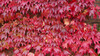 Dateiname=Herbst_P1000705.JPG
Dateigröße=1113KB
Abmessungen: 1200x675
hinzugefügt am: 12. Oktober 2021 Herbst_P1000705.JPG