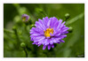 Dateiname=Herbstaster_01.jpg
Dateigröße=561KB
Abmessungen: 1200x839
hinzugefügt am: 09. September 2022 Herbstaster_01.jpg