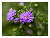 Dateiname=Herbstaster_03.jpg
Dateigröße=565KB
Abmessungen: 1200x911
hinzugefügt am: 09. September 2022 Herbstaster_03.jpg