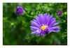 Dateiname=Herbstaster_nass_09.jpg
Dateigröße=618KB
Abmessungen: 1200x831
hinzugefügt am: 30. September 2020 Herbstaster_nass_09.jpg