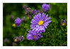 Dateiname=Herbstaster_nass_10.jpg
Dateigröße=700KB
Abmessungen: 1200x833
hinzugefügt am: 29. September 2020 Herbstaster_nass_10.jpg