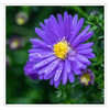 Dateiname=Herbstaster_nass_q_06.jpg
Dateigröße=1074KB
Abmessungen: 1200x1200
hinzugefügt am: 29. September 2020 Herbstaster_nass_q_06.jpg