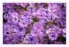 Dateiname=Herbstastern_02.jpg
Dateigröße=800KB
Abmessungen: 1200x832
hinzugefügt am: 01. Oktober 2021 Herbstastern_02.jpg
