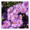 Dateiname=Herbstastern_lila_mit_Biene_q_04.jpg
Dateigröße=748KB
Abmessungen: 850x850
hinzugefügt am: 04. Oktober 2013 Herbstastern_lila_mit_Biene_q_04.jpg