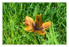 Herbstblatt.jpg