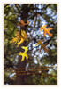 Dateiname=Herbstblatt_02~0.jpg
Dateigröße=727KB
Abmessungen: 832x1200
hinzugefügt am: 20. Oktober 2020 Herbstblatt_02~0.jpg