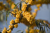 Dateiname=Herbstfrüchte_01.jpg
Dateigröße=265KB
Abmessungen: 852x569
hinzugefügt am: 22. Oktober 2009 Herbstfrüchte_01.jpg