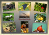 Dateiname=Herbstlich_Deckblatt.jpg
Dateigröße=978KB
Abmessungen: 1200x868
hinzugefügt am: 01. November 2021 Herbstlich_Deckblatt.jpg