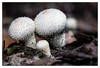Dateiname=Herbstlich_Flaschenstaeublinge.jpg
Dateigröße=722KB
Abmessungen: 1200x817
hinzugefügt am: 12. Oktober 2021 Herbstlich_Flaschenstaeublinge.jpg