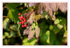 Dateiname=Herbstlich_Herbstfruechte_01.jpg
Dateigröße=661KB
Abmessungen: 1200x831
hinzugefügt am: 30. September 2021 Herbstlich_Herbstfruechte_01.jpg