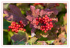 Dateiname=Herbstlich_Herbstfruechte_07.jpg
Dateigröße=683KB
Abmessungen: 1200x835
hinzugefügt am: 30. September 2021 Herbstlich_Herbstfruechte_07.jpg