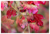 Herbstlich_Rot.jpg