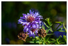 Dateiname=Herbstliche_Herbstastern_k_02.jpg
Dateigröße=766KB
Abmessungen: 1200x816
hinzugefügt am: 18. Oktober 2021 Herbstliche_Herbstastern_k_02.jpg