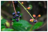 Dateiname=Herbstliches_Stillleben_Beeren_01.jpg
Dateigröße=601KB
Abmessungen: 1200x815
hinzugefügt am: 12. September 2023 Herbstliches_Stillleben_Beeren_01.jpg