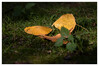 Dateiname=Herbstliches_Stillleben_Marianne_Blaetter_01.jpg
Dateigröße=698KB
Abmessungen: 1200x802
hinzugefügt am: 18. September 2023 Herbstliches_Stillleben_Marianne_Blaetter_01.jpg