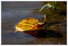 Herbstliches_Stillleben_Marianne_Blatt_auf_Wasser_01.jpg