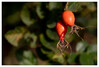 Dateiname=Herbstliches_Stillleben_Marianne_Hagebutten_01.jpg
Dateigröße=439KB
Abmessungen: 1200x814
hinzugefügt am: 10. September 2023 Herbstliches_Stillleben_Marianne_Hagebutten_01.jpg