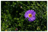 Dateiname=Herbstliches_Stillleben_Marianne_Herbstastern_.jpg
Dateigröße=773KB
Abmessungen: 1200x815
hinzugefügt am: 04. September 2023 Herbstliches_Stillleben_Marianne_Herbstastern_.jpg