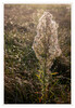 Dateiname=Herbstlichtstimmung_06.jpg
Dateigröße=921KB
Abmessungen: 829x1200
hinzugefügt am: 11. Oktober 2021 Herbstlichtstimmung_06.jpg
