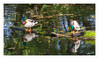 Dateiname=Herbstputz_bei_den_Enten_01.jpg
Dateigröße=802KB
Abmessungen: 1200x713
hinzugefügt am: 17. Oktober 2024 Herbstputz_bei_den_Enten_01.jpg
