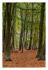 Herbstwald_01.jpg