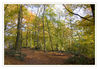 Dateiname=Herbstwald_Liedberg_010.jpg
Dateigröße=694KB
Abmessungen: 850x591
hinzugefügt am: 05. November 2011 Herbstwald_Liedberg_010.jpg