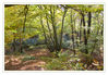 Dateiname=Herbstwald_Liedberg_08.jpg
Dateigröße=738KB
Abmessungen: 850x591
hinzugefügt am: 31. Oktober 2011 Herbstwald_Liedberg_08.jpg