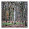 Dateiname=Herbstwald_Panorama_Kopie_02.jpg
Dateigröße=673KB
Abmessungen: 850x850
hinzugefügt am: 10. Dezember 2013 Herbstwald_Panorama_Kopie_02.jpg
