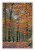 Herbstwald_gem_02.jpg