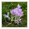 Dateiname=Herbstzeitlose_m_R_01.jpg
Dateigröße=703KB
Abmessungen: 850x850
hinzugefügt am: 27. September 2012 Herbstzeitlose_m_R_01.jpg