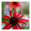 Dateiname=Heupferd_03.jpg
Dateigröße=804KB
Abmessungen: 1200x1200
hinzugefügt am: 02. Juli 2026 Heupferd_03.jpg