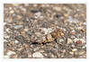 Dateiname=Heuschrecke_02.jpg
Dateigröße=763KB
Abmessungen: 1200x832
hinzugefügt am: 24. August 2021 Heuschrecke_02.jpg