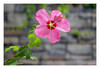 Dateiname=Hibiskus_05.jpg
Dateigröße=560KB
Abmessungen: 1200x829
hinzugefügt am: 22. Juli 2022 Hibiskus_05.jpg