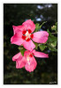 Hibiskus_gespiegelt_04.jpg