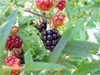 Dateiname=Himbeeren.jpg
Dateigröße=615KB
Abmessungen: 850x638
hinzugefügt am: 24. August 2014 Himbeeren.jpg