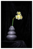 Dateiname=Hochformat_Marianne_Vase_mit_Osterglocken.jpg
Dateigröße=443KB
Abmessungen: 816x1200
hinzugefügt am: 07. April 2024 Hochformat_Marianne_Vase_mit_Osterglocken.jpg