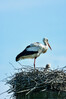 Dateiname=Hochformat_Perla_Nest.jpg
Dateigröße=619KB
Abmessungen: 800x1200
hinzugefügt am: 28. April 2024 Hochformat_Perla_Nest.jpg