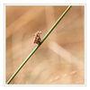 Dateiname=Hohes_Venn_Detail_03.jpg
Dateigröße=313KB
Abmessungen: 850x850
hinzugefügt am: 04. November 2015 Hohes_Venn_Detail_03.jpg