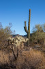 Dateiname=Hp_17_05__Organ_Pipe_Cactus_01.jpg
Dateigröße=1155KB
Abmessungen: 800x1200
hinzugefügt am: 18. Mai 2025 Hp_17_05__Organ_Pipe_Cactus_01.jpg