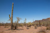 Hp_17_05__Organ_Pipe_Cactus_023.jpg