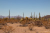 Hp_17_05___Organ_Pipe_Cactus_029.jpg