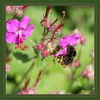 Dateiname=Hummel_01.jpg
Dateigröße=608KB
Abmessungen: 850x850
hinzugefügt am: 14. Juni 2012 Hummel_01.jpg